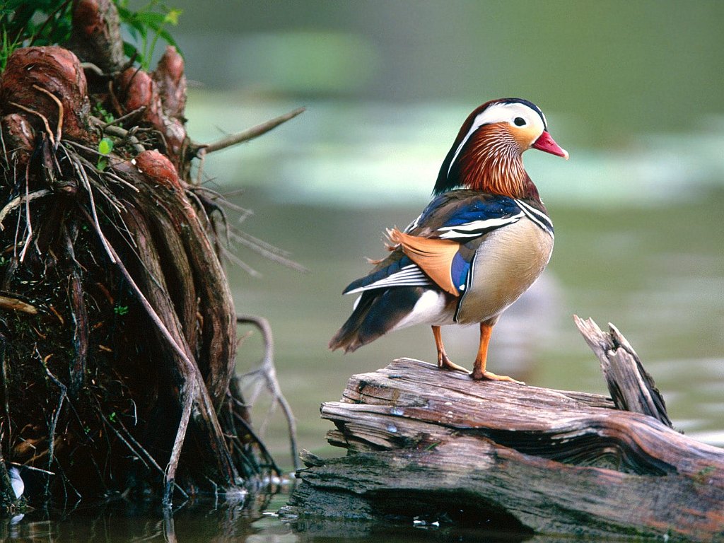 Mandarin Drake